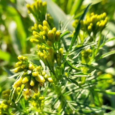 Tagetes minuta — flower