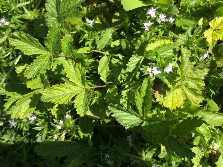 Chinese cinquefoil