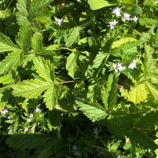 Chinese cinquefoil