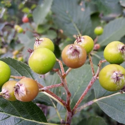 Chamaemespilus alpina — flower