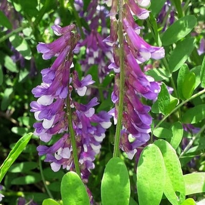 Vicia villosa — flower