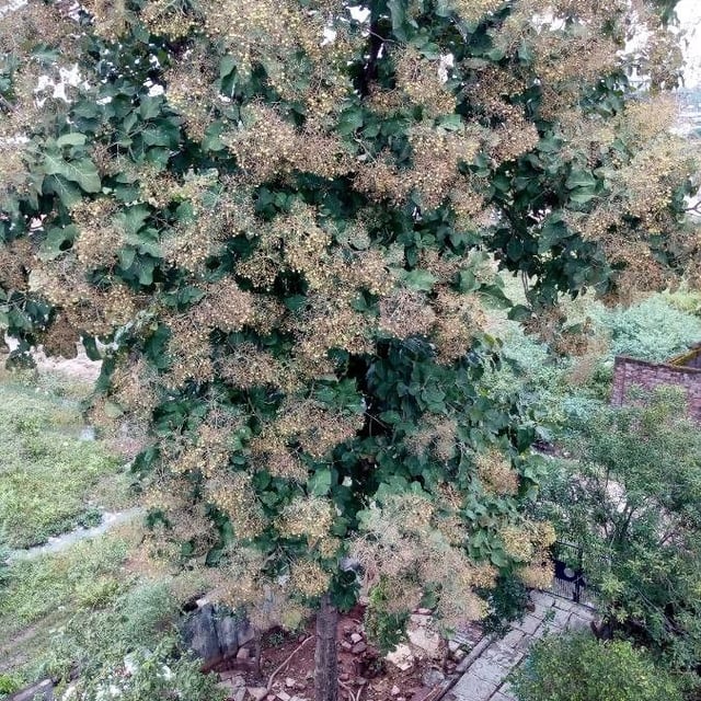 Tectona grandis — flower