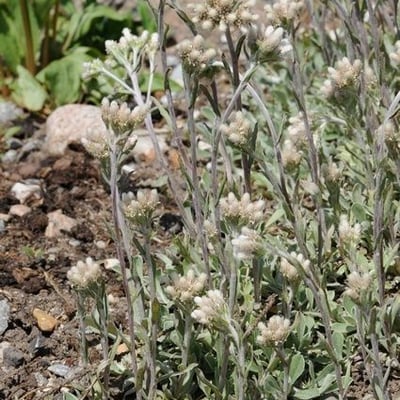 Antennaria howellii — flower