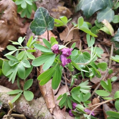 Corydalis intermedia — flower