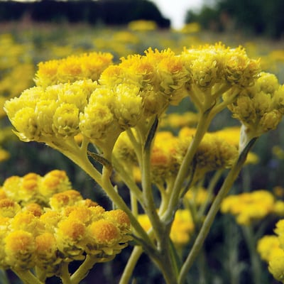 Helichrysum arenarium — flower