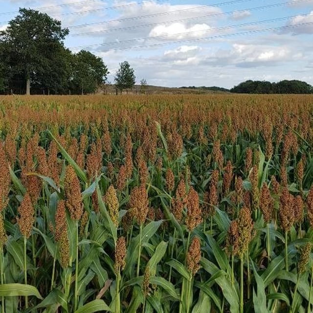 Sorghum bicolor — flower
