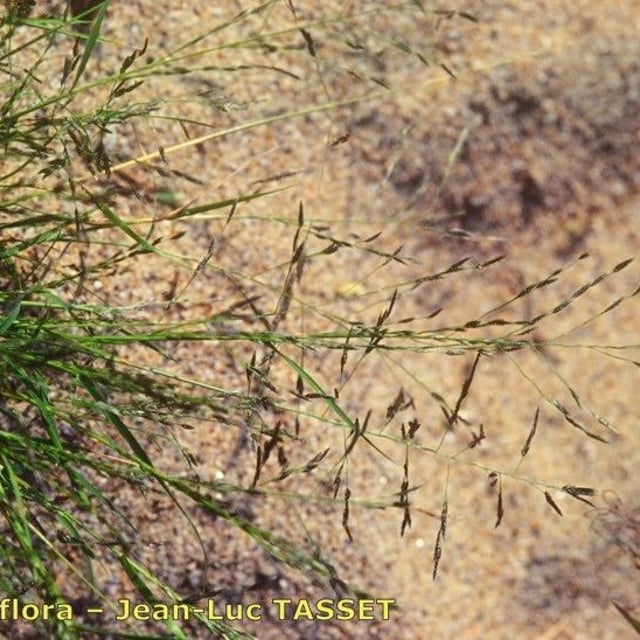 Eragrostis pectinacea — flower