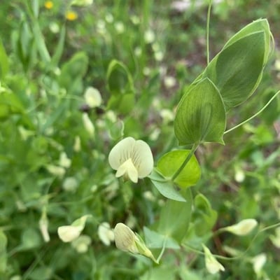 Lathyrus aphaca — flower