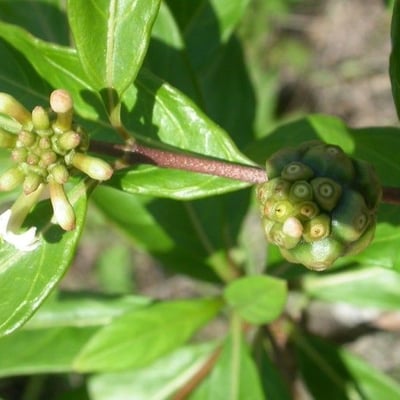 Morinda royoc — flower