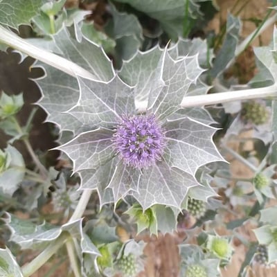 Eryngium maritimum — flower