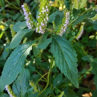 Elsholtzia ciliata — flower