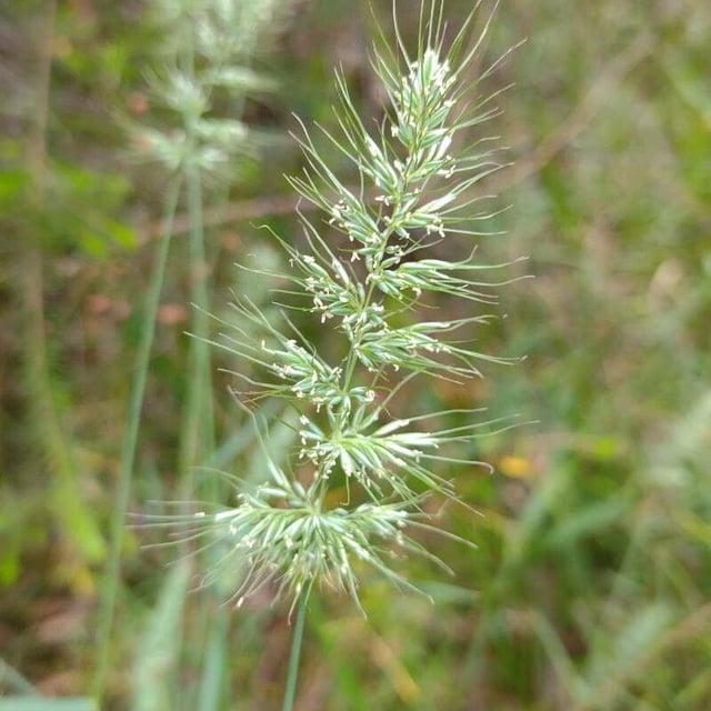 Echinopogon caespitosus — flower