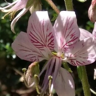 Dictamnus albus — flower