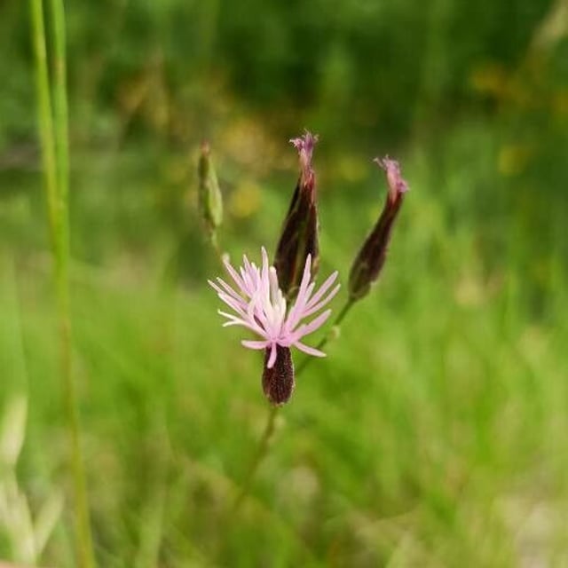 Crupina vulgaris — flower