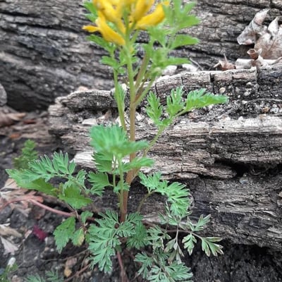 Corydalis aurea — flower