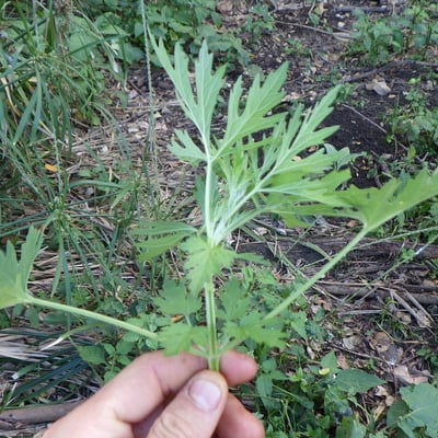 Leonurus japonicus — leaf
