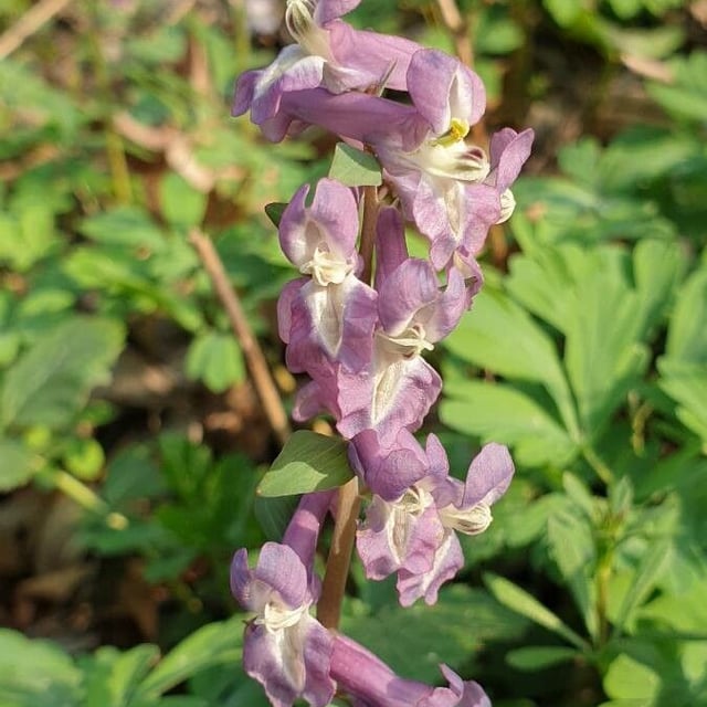 Corydalis cava — flower