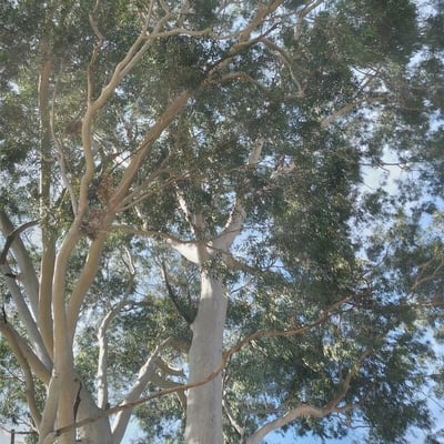 Corymbia citriodora — leaf