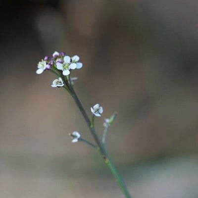 Lepidium virginicum — flower
