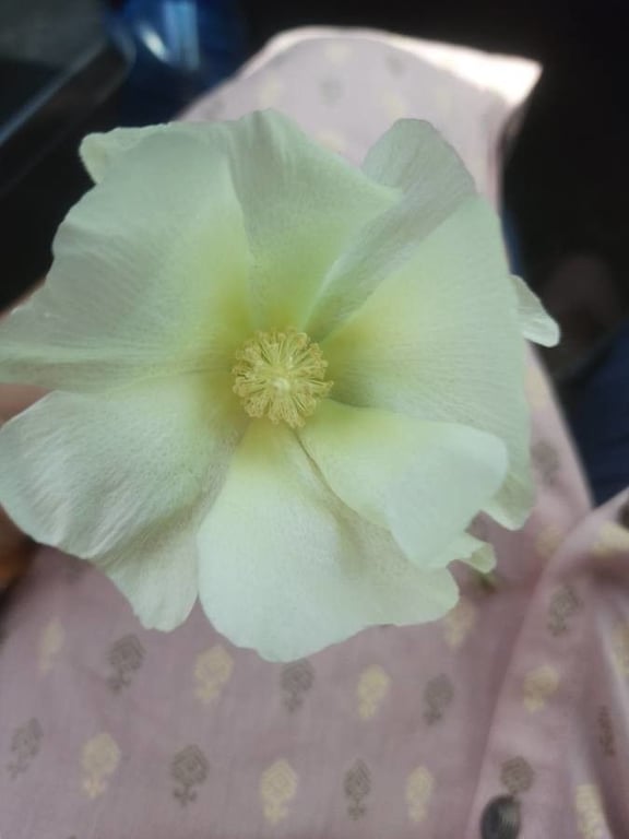 American cotton