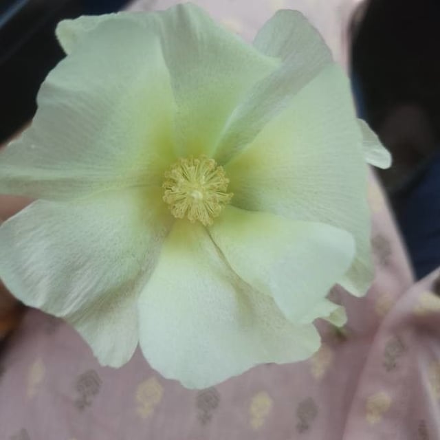 Gossypium hirsutum — flower
