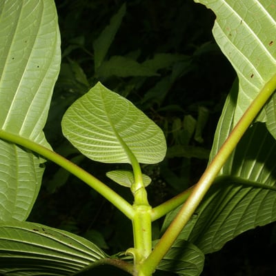 Cinchona pubescens — leaf