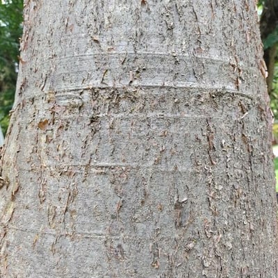 Amburana cearensis — bark