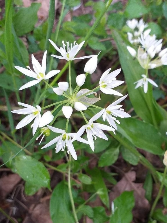 Bear garlic