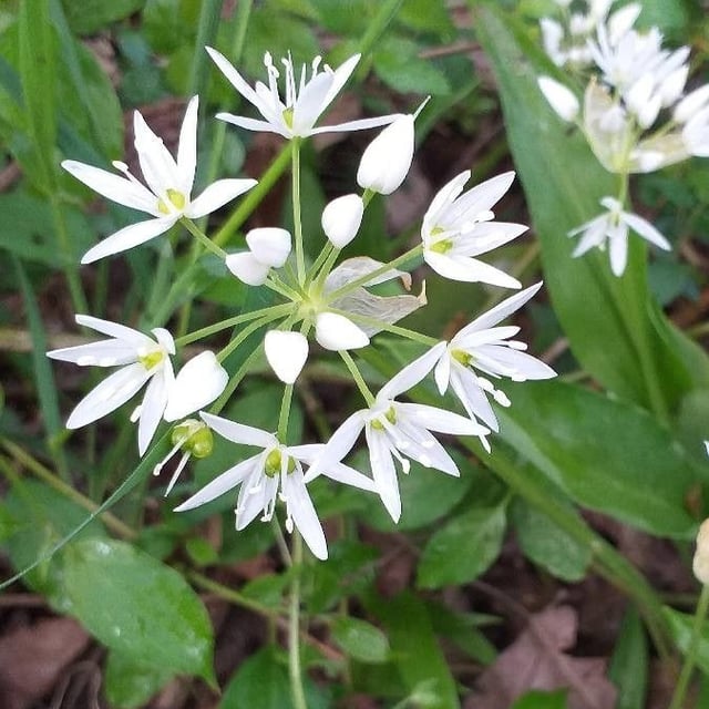 Allium ursinum — flower