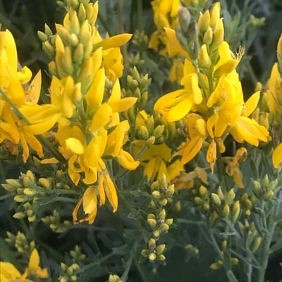 Genista tinctoria — flower