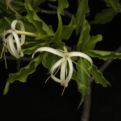 Exostema caribaeum — flower