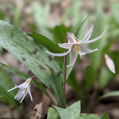 Erythronium albidum — flower