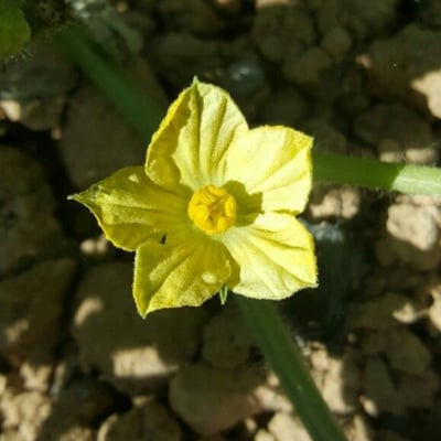 Citrullus lanatus — flower