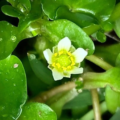 Ranunculus hederaceus — flower
