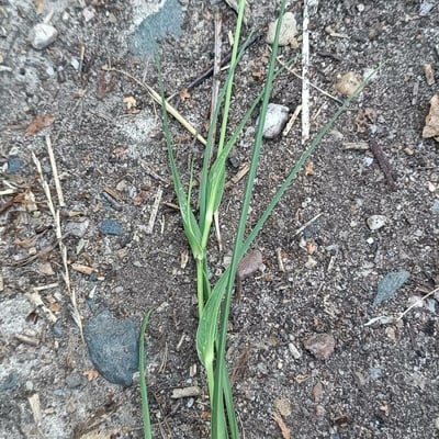 Tragopogon orientalis — habit
