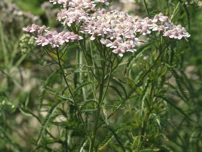 Chinese yarrow