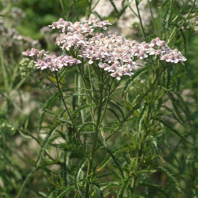 Chinese yarrow