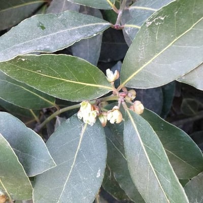 Laurus nobilis — flower