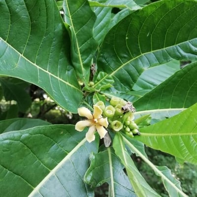Genipa americana — flower