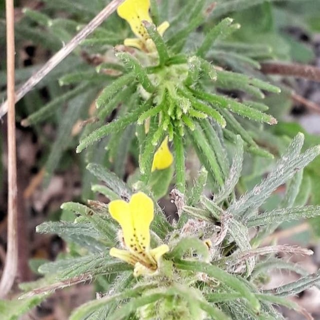 Ajuga chamaepitys — flower