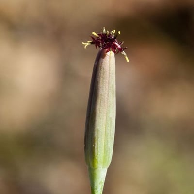 Porophyllum ruderale — flower
