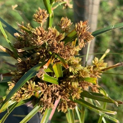 Festuca halleri — leaf