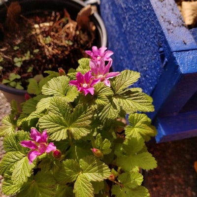 Rubus arcticus — flower