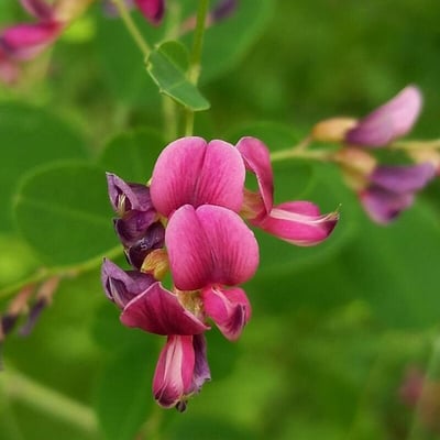 Lespedeza bicolor — flower
