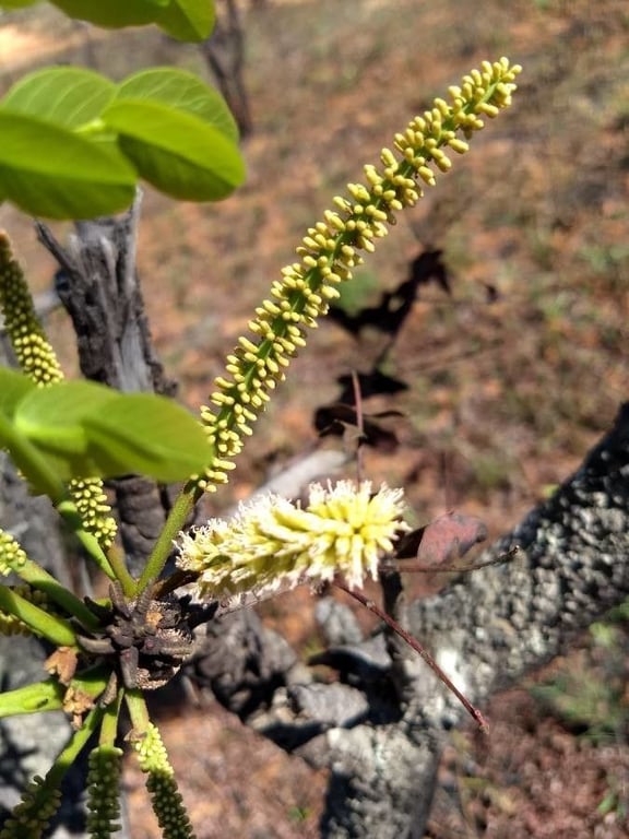 Stryphnodendron