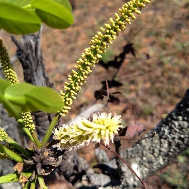 Stryphnodendron