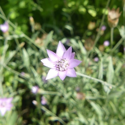 Xeranthemum cylindraceum — flower