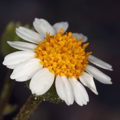 Perityle emoryi — flower