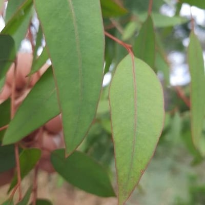 Eucalyptus dalrympleana — leaf