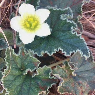 Ecballium elaterium — flower